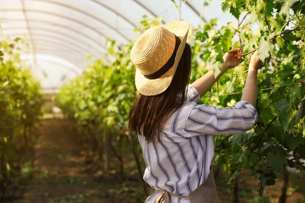 Wanita Yang Bekerja Dengan Tanaman Anggur Rumah Kaca — Stok Foto