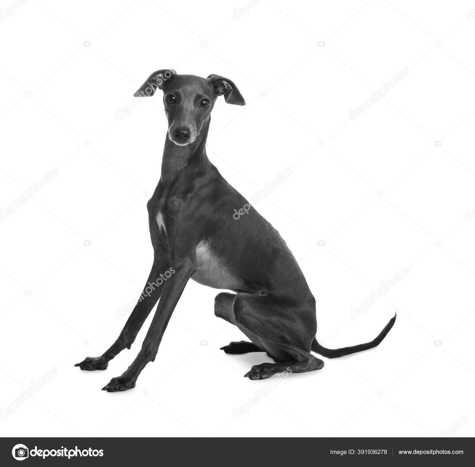 Cute Italian Greyhound Dog White Background — Stock Photo