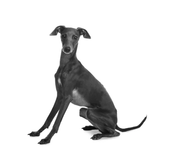 Cute Italian Greyhound Dog White Background Stock Photo