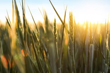 Güneşli bir günde olgunlaşmamış sivri uçlu alanın yakın görüntüsü