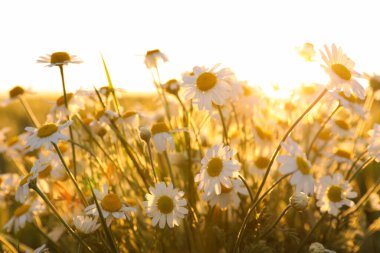 Güneşli bir günde güzel papatya tarlasının yakın görüntüsü
