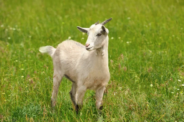 绿地里的山羊很可爱 畜牧业 — 图库照片