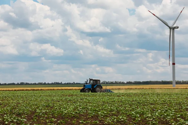 Modern tractor cultivating field of ripening sunflowers. Agricultural industry