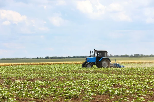 Modern tractor cultivating field of ripening sunflowers. Agricultural industry