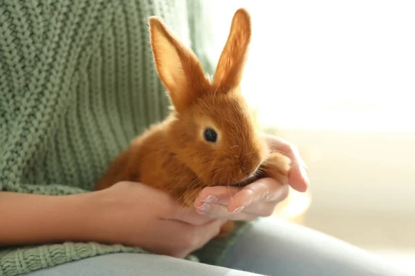 Junge Frau Mit Entzückendem Kaninchen Drinnen Nahaufnahme Schönes Haustier — Stockfoto
