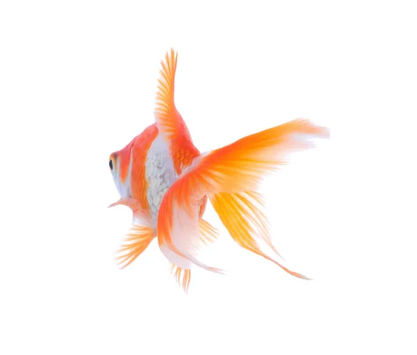 Ikan Mas Kecil Yang Indah Diisolasi Dengan Warna Putih — Stok Foto