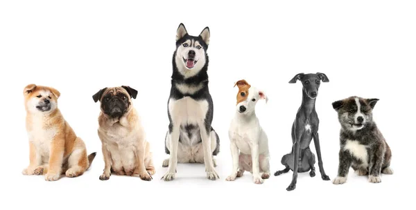 Gruppe Verschiedener Hunde Auf Weißem Hintergrund — Stockfoto
