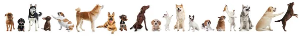 Kollázs Különböző Kutyák Fehér Háttér Bannertervezés — Stock Fotó