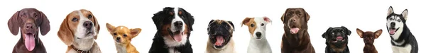 Collage Con Diferentes Perros Sobre Fondo Blanco Diseño Banner — Foto de Stock