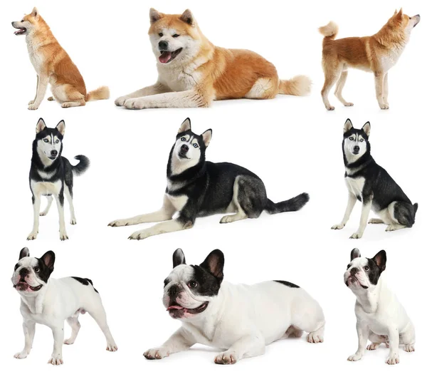 白い背景に異なる犬のセット — ストック写真
