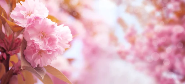 Florescendo Sakura Rosa Árvore Livre Design Banner Primavera — Fotografia de Stock