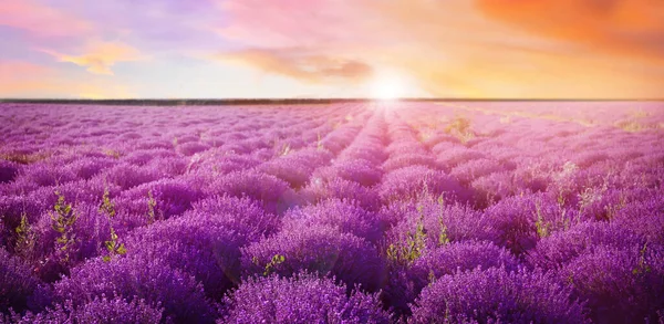 Vacker Utsikt Över Blommande Lavendel Fält Vid Solnedgången Banner Design — Stockfoto