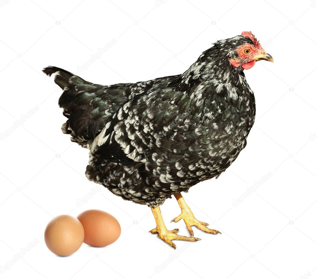 Beautiful chicken and eggs on white background