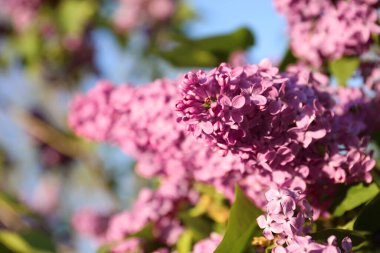 Güzel çiçek açan leylak çalıların yakın görüntüsü.