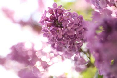 Güzel çiçek açan leylak çalıların yakın görüntüsü.