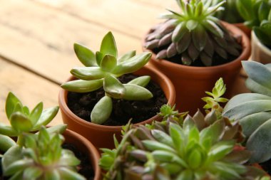 Masada birçok farklı ekheverias var, yakın plan. Güzel sulu bitkiler.