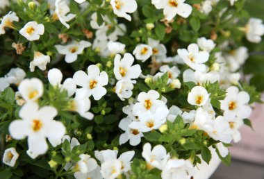 Güzel beyaz çiçeklerin yakın görüntüsü. Saksı bitkisi