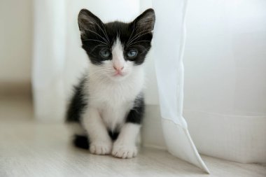 İçerde yerde tatlı bir kedi yavrusu var. Yavru hayvan