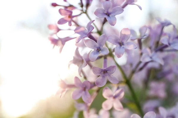 Closeup view of beautiful blossoming lilac shrub outdoors