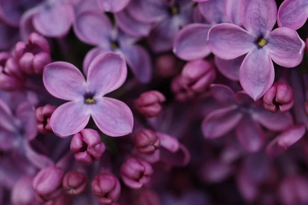 Närbild Bild Vackra Blommande Syren Som Bakgrund — Stockfoto