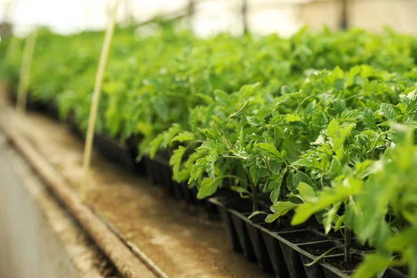 Många Gröna Tomatplantor Plantbrickor Bordet Inomhus Närbild — Stockfoto