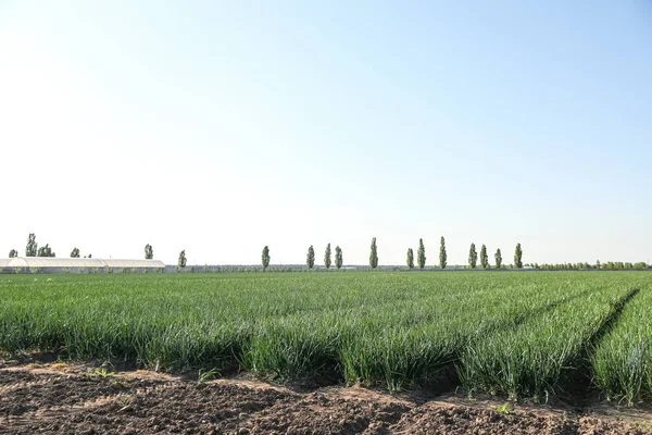 Rangées Oignons Verts Poussant Dans Les Champs Jour Ensoleillé — Photo