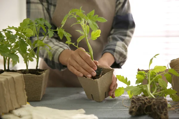 Vrouw Planten Tomaat Zaailing Turf Pot Aan Tafel Close — Stockfoto