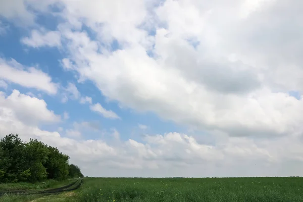 Piękne Zielone Pole Pod Niebem Chmurami — Zdjęcie stockowe
