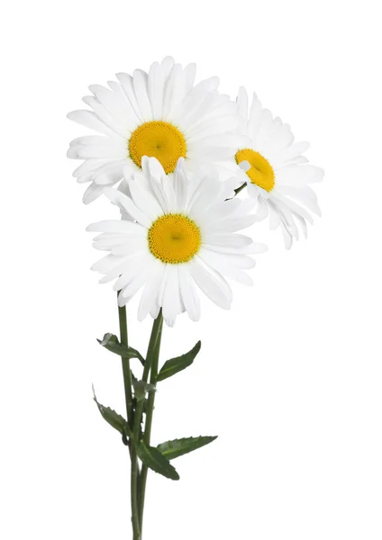 Csokor Gyönyörű Kamilla Virágok Fehér Háttér — Stock Fotó