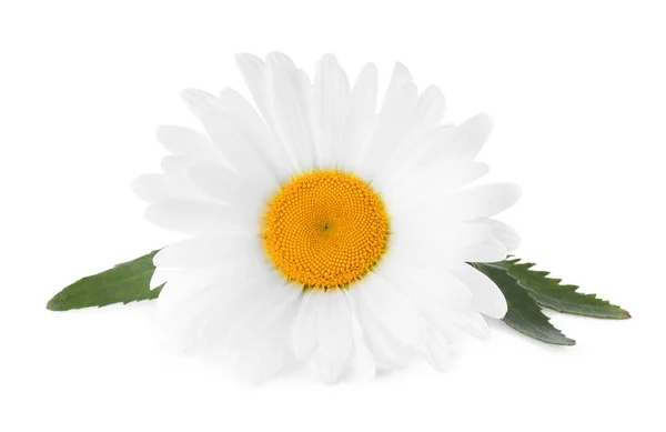 美丽芬芳的洋甘菊花朵在白色上被隔离 — 图库照片