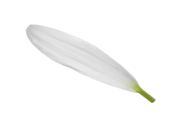 Krásné Čerstvé Heřmánku Okvětní Lístek Izolované Bílém — Stock fotografie