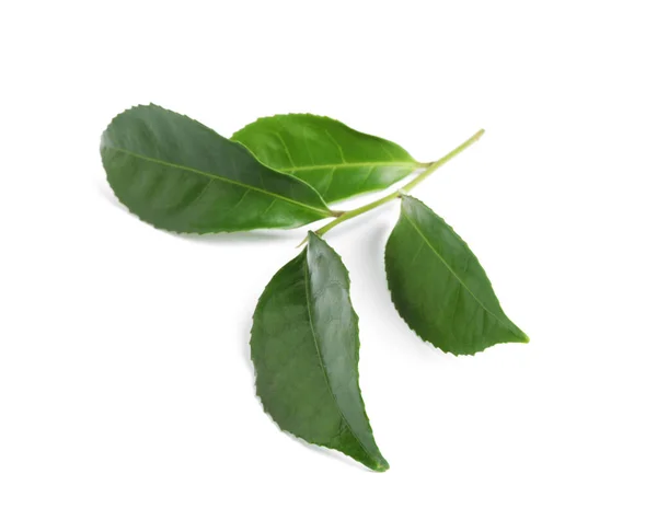 Green Leaves Tea Plant Isolated White — Stock Photo, Image