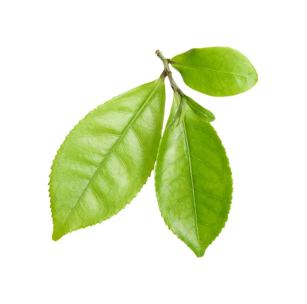 Zelené Listy Čajovníku Izolované Bílém — Stock fotografie