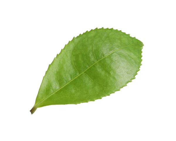 Hoja Verde Planta Aislada Blanco —  Fotos de Stock