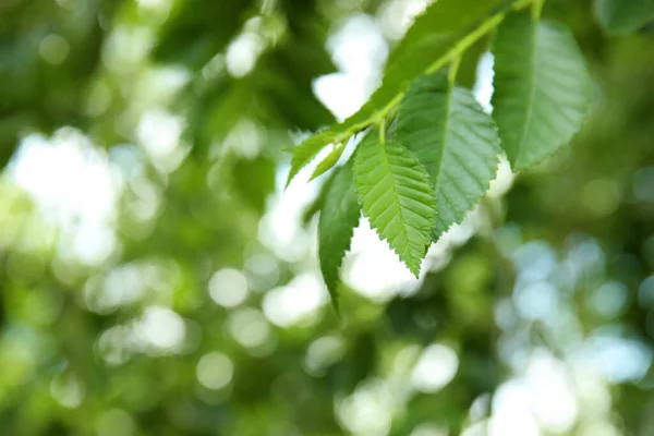 Bahar Günü Açık Havada Taze Yeşil Yapraklı Karaağaç Manzarası — Stok fotoğraf