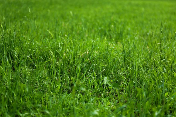 Césped Verde Con Hierba Fresca Como Fondo —  Fotos de Stock