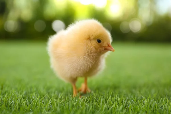 Słodkie Puszyste Dziecko Kurczaka Zielonej Trawie Zewnątrz Zbliżenie — Zdjęcie stockowe