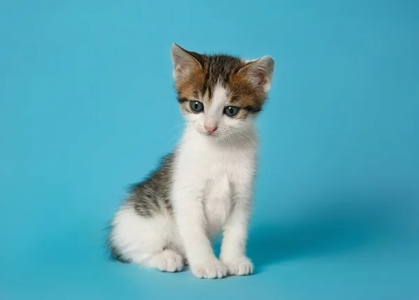 Kucing Kecil Yang Lucu Dengan Latar Belakang Biru Muda Bayi — Stok Foto