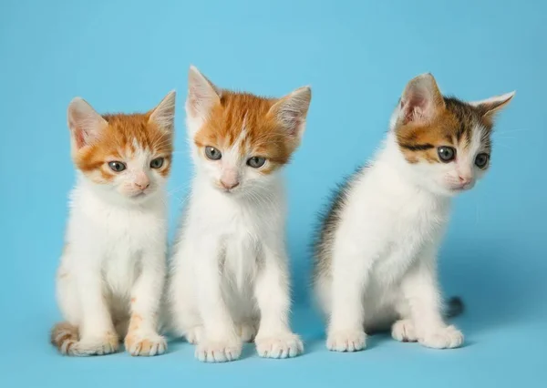 Açık Mavi Arka Planda Sevimli Küçük Kedicikler Yavru Hayvanlar — Stok fotoğraf