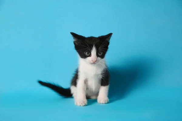 ライトブルーの背景にかわいい子猫 赤ちゃん動物 — ストック写真