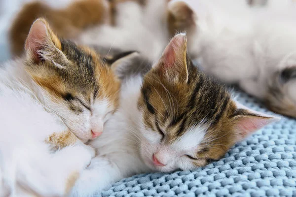 Söta Små Kattungar Sover Blå Filt Närbild Bebisdjur — Stockfoto