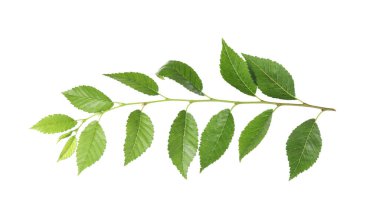 Beyaz üzerinde taze yeşil yaprakları olan ıhlamur dalları. Bahar mevsimi