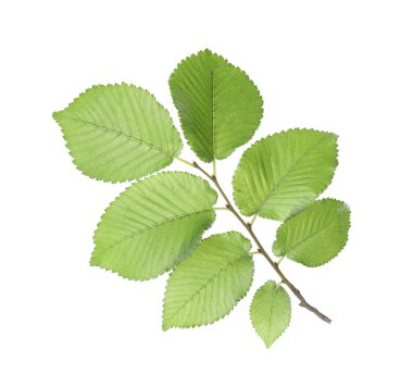 Beyaz üzerinde taze yeşil yaprakları olan ıhlamur dalları. Bahar mevsimi