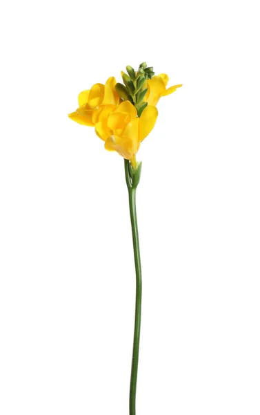 Όμορφο Κίτρινο Λουλούδι Freesia Απομονώνονται Λευκό — Φωτογραφία Αρχείου