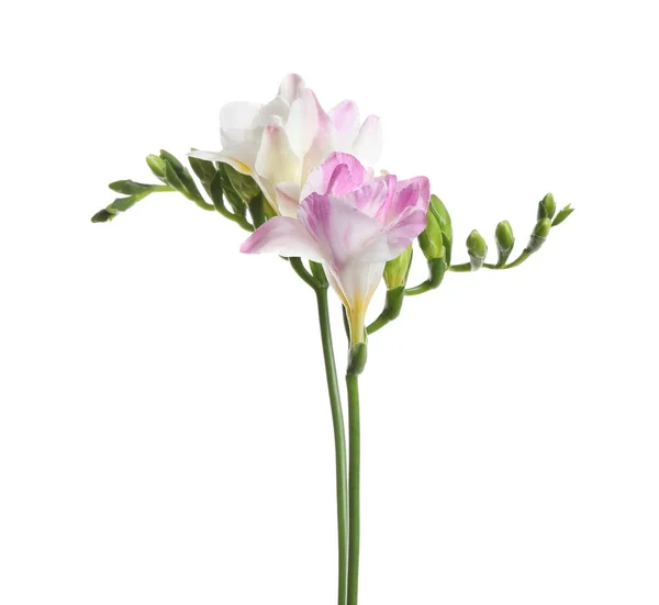 Vackra Färgglada Freesia Blommor Vit Bakgrund — Stockfoto