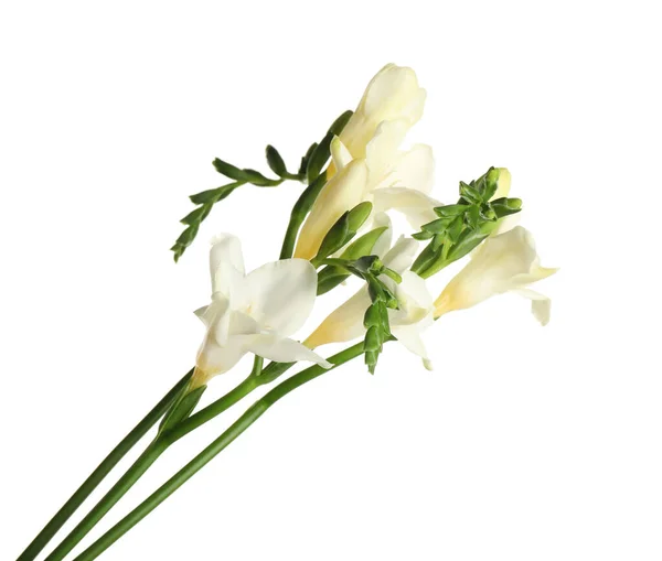 Красивые Цветущие Цветы Фрезии Изолированы Белом — стоковое фото