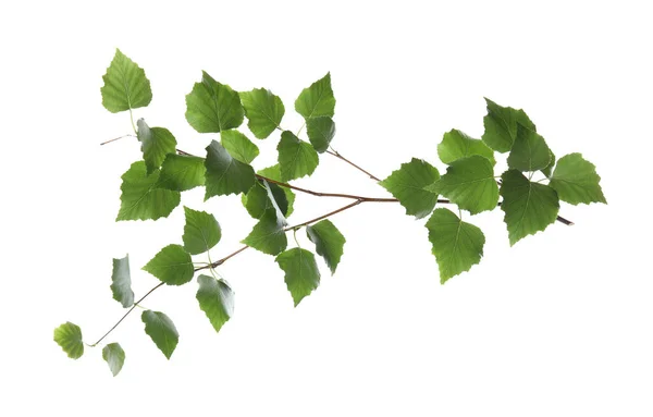Gałąź Brzoza Młody Świeży Zielony Liść Odizolowany Biały Sezon Wiosenny — Zdjęcie stockowe