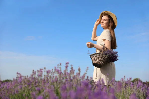 Wanita Muda Memegang Keranjang Wicker Dengan Bunga Lavender Lapangan — Stok Foto