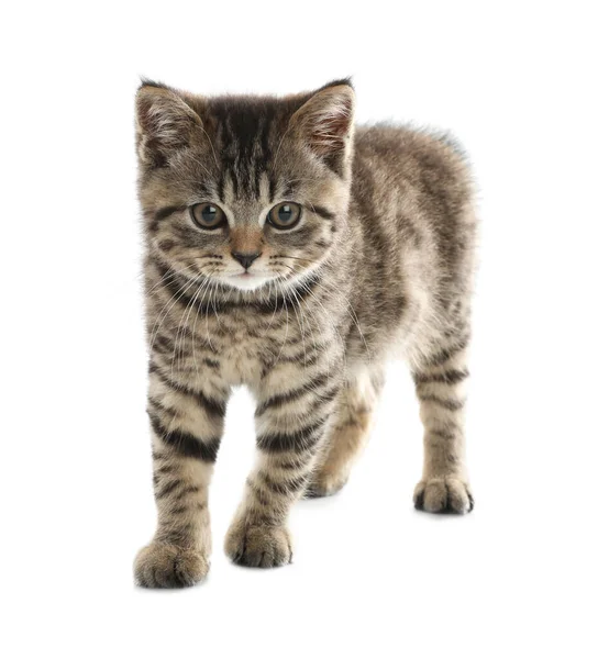 Lindo Gatito Tabby Sobre Fondo Blanco Bebé Animal — Foto de Stock