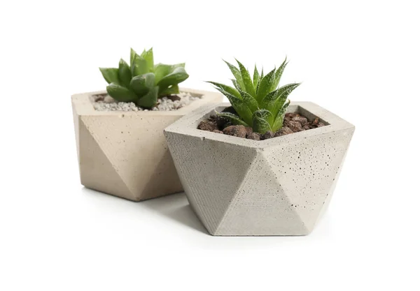 Plantas Suculentas Vasos Concreto Isolados Branco — Fotografia de Stock